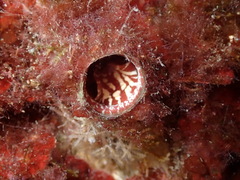 Thylacodes arenarius