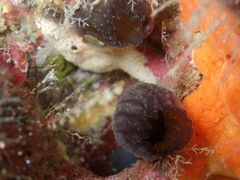 Phallusia fumigata