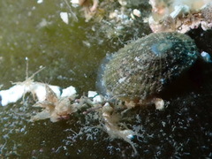 Diodora