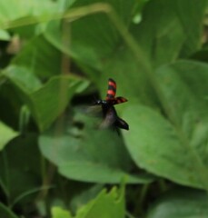 Hycleus biundulatus