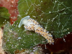 Caloria elegans