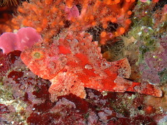 Scorpaena notata