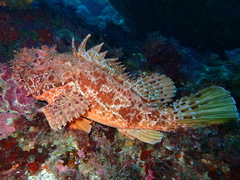 Scorpaena scrofa