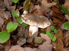 Russula sororia