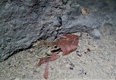 Leptodactylus fuscus