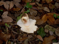 Russula sororia