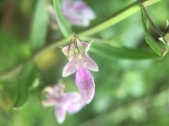 Teucrium glandulosum