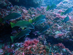 Sciaena umbra
