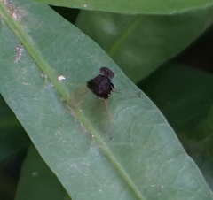 Chrysopilus basilaris
