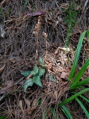 Goodyera schlechtendaliana