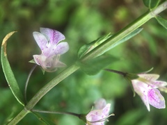 Teucrium glandulosum