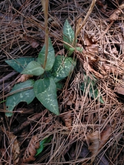 Goodyera schlechtendaliana