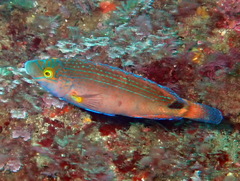 Symphodus mediterraneus