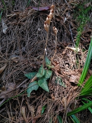 Goodyera schlechtendaliana