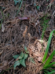 Goodyera schlechtendaliana