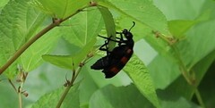 Hycleus biundulatus