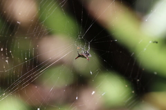 Gasteracantha sauteri