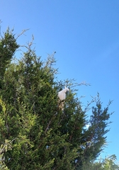 Cacatua galerita