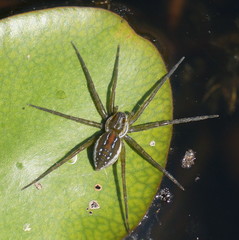 Dolomedes facetus