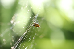 Gasteracantha sauteri