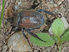 Hoplia argentea