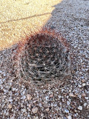 Mammillaria wrightii