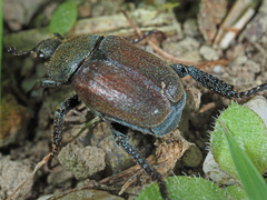 Hoplia argentea