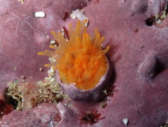 Balanophyllia regia