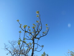 Pseudosmodingium virletii