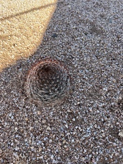 Mammillaria wrightii