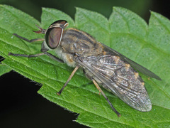 Tabanus bromius