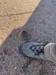 Mammillaria wrightii