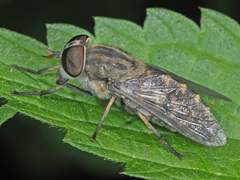 Tabanus bromius
