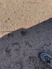 Mammillaria wrightii