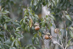 Lithocarpus konishii