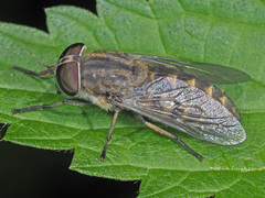 Tabanus bromius
