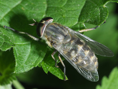 Tabanus bromius