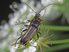 Grammoptera ruficornis