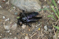 Xylocopa perforator