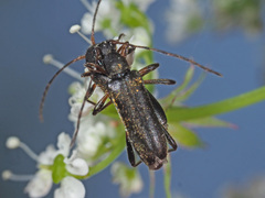 Grammoptera ruficornis