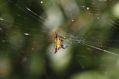 Gasteracantha sauteri