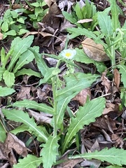 Erigeron philadelphicus