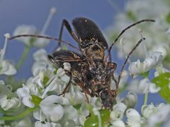 Grammoptera ruficornis