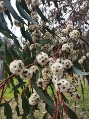 Eucalyptus pauciflora