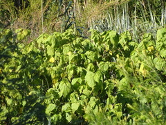 Sparrmannia africana