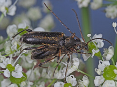 Grammoptera ruficornis