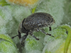 Rhinusa tetra