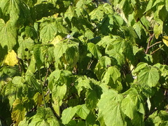 Sparrmannia africana