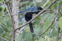 Cyanocorax melanocyaneus