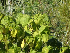 Sparrmannia africana